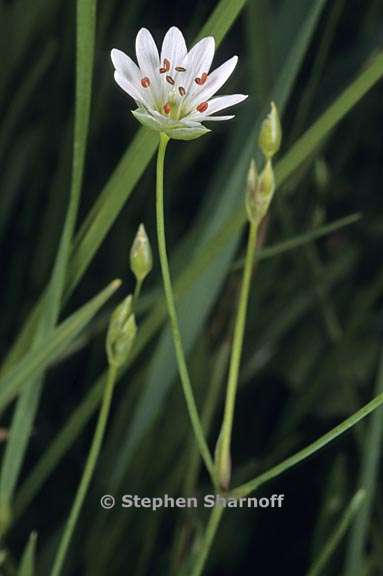 stellaria longipes ssp longipes 1 graphic